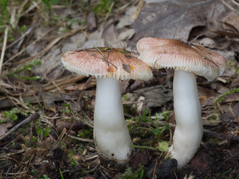 Russula odorata